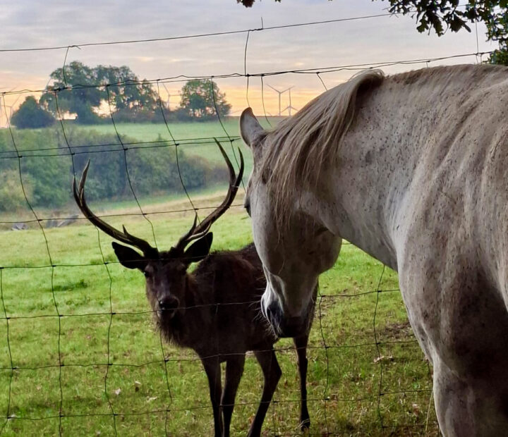 Begegnung auf der Wiese